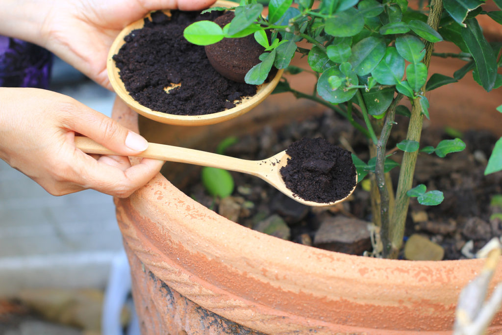 compost is applied to the tree
