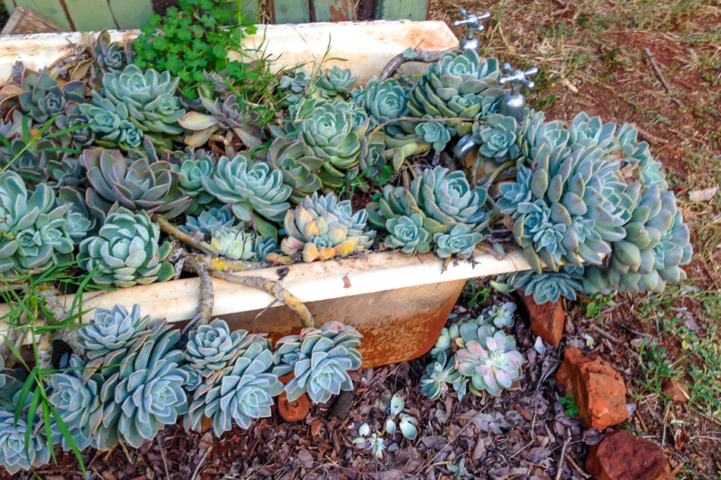 succulent plants grow out of an upcycled bathtub